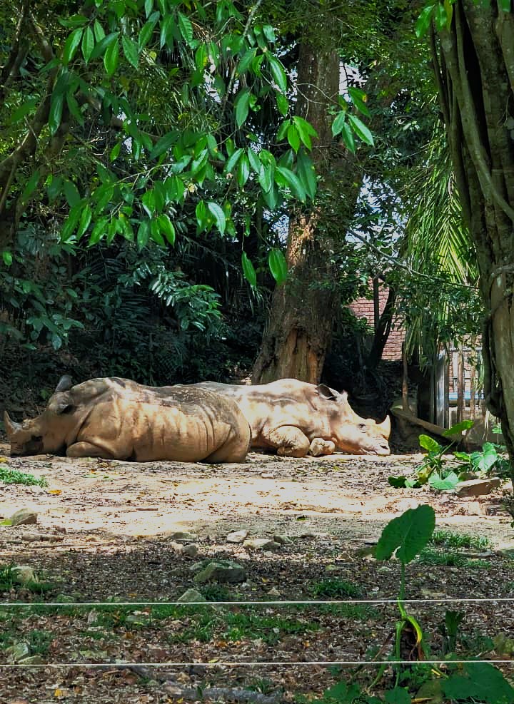 Zoo Negara